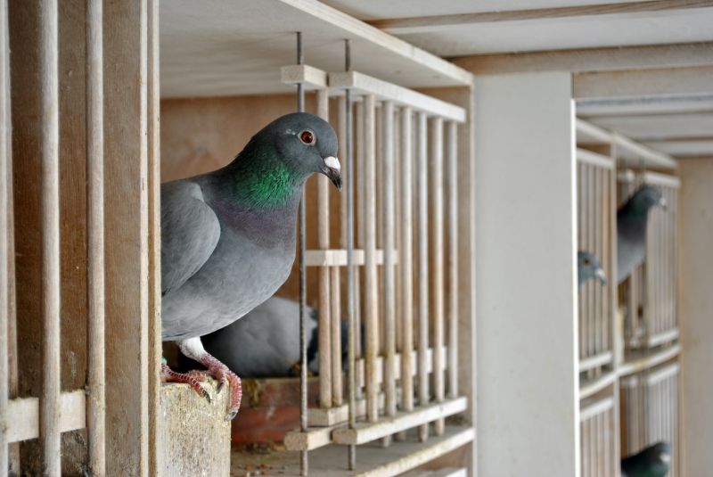 Custom Catio Features